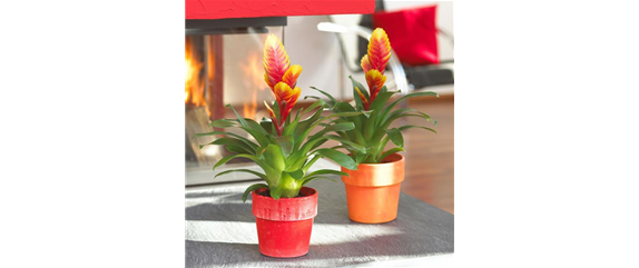 TROPENZAUBER BROMELIEN