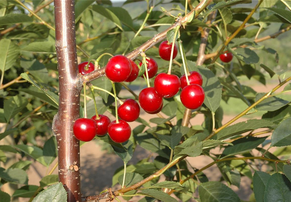 WIE GEHT... OBSTPFLANZE?