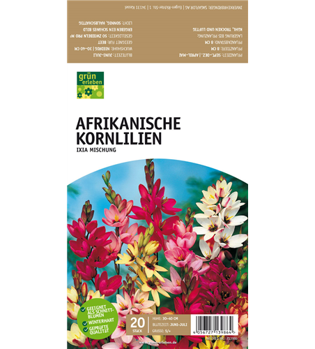 Afrikanische Kornlilie