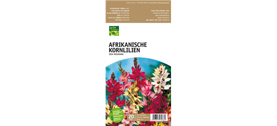 Afrikanische Kornlilie