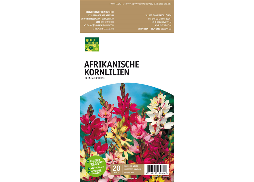 Afrikanische Kornlilie