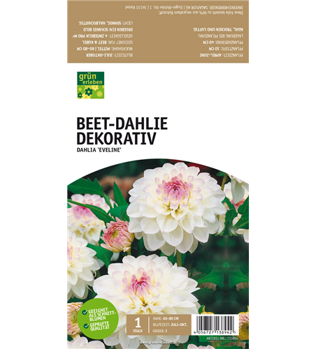 Beet-Dahlie Dekorativ