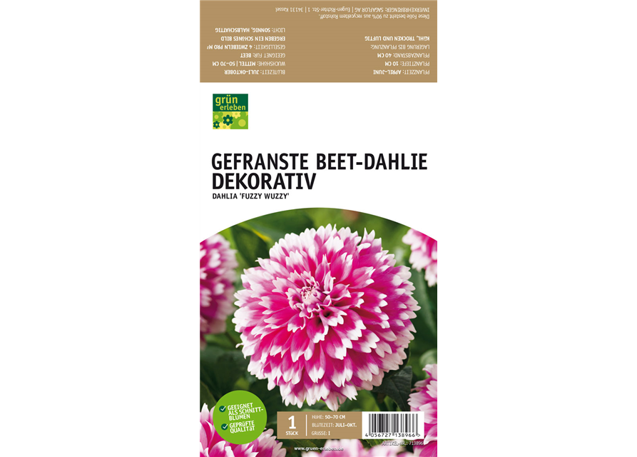 Beet-Dahlie Gefranst