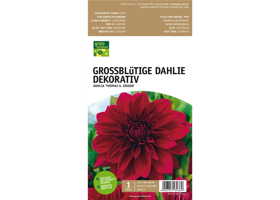 Großblütige Dahlie, Dekorativ